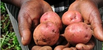 Course: Vegetable and potato production for emerging markets