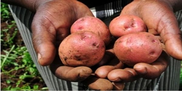 Course: Vegetable and potato production for emerging markets