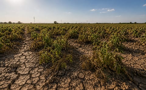 A potato field under hot, dry summer conditions A potato field under hot, dry summer conditions