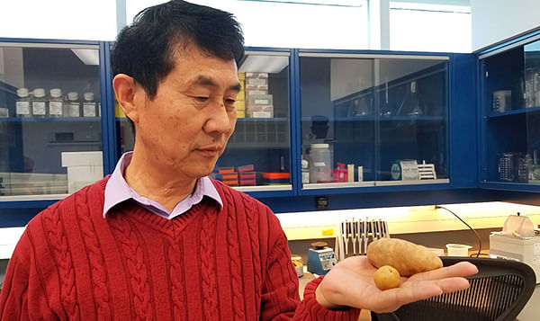 Hot Potato! AAFC research into heat-tolerant potato genes builds on award-winning study