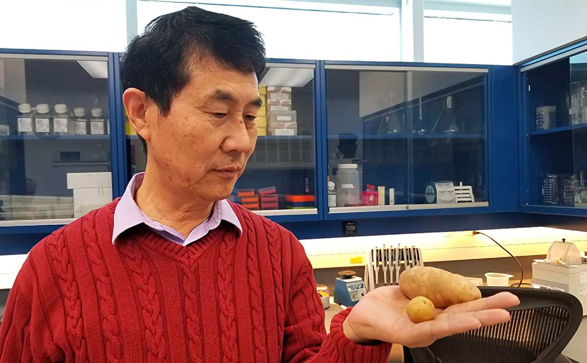 Xiu-Qing Li in lab, holding potato tubers.