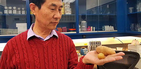 Hot Potato! AAFC research into heat-tolerant potato genes builds on award-winning study