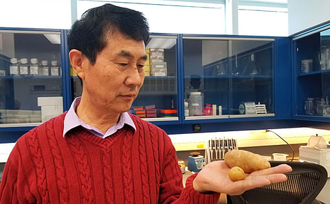 Xiu-Qing Li in lab, holding potato tubers.
