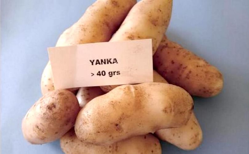 Variedad Yanca