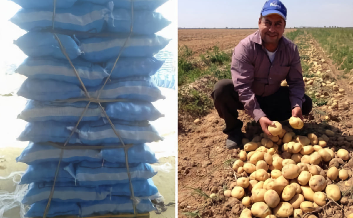 Are potatoes from Egypt a solution for the potato shortage in Europe? Are potatoes from Egypt a solution for the potato shortage in Europe?