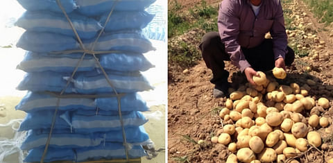 Are potatoes from Egypt a solution for the potato shortage in Europe?