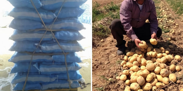 Are potatoes from Egypt a solution for the potato shortage in Europe?