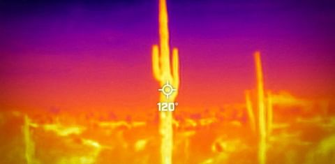 A saguaro cactus is seen during a 27-day-long heat wave with temperatures over 110 degrees Fahrenheit (43 degrees Celsius) at the Desert Botanical Garden in Phoenix, Arizona, U.S., July 26, 2023. On July 26 at 09:50 (GMT-7), a Flir One ProThermal camera r