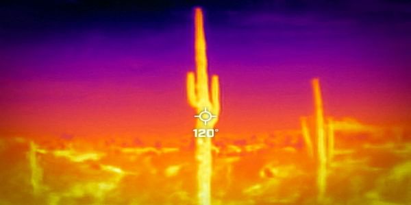 A saguaro cactus is seen during a 27-day-long heat wave with temperatures over 110 degrees Fahrenheit (43 degrees Celsius) at the Desert Botanical Garden in Phoenix, Arizona, U.S., July 26, 2023. On July 26 at 09:50 (GMT-7), a Flir One ProThermal camera r