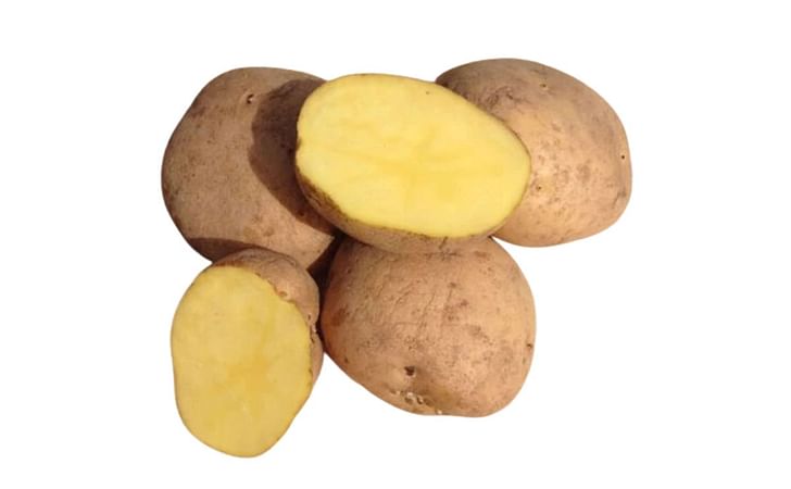 YELLOW FINN YELLOW FINN