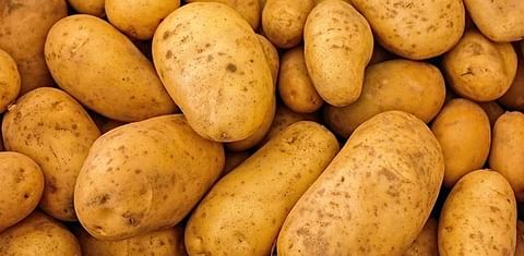 Yield10 Bioscience Signs Research Agreement with J. R. Simplot to Evaluate New Traits to Produce High Yielding, Sustainable Potato Crop