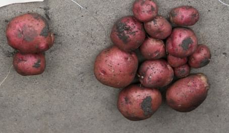 Yield reduction as a result of exposure of seed potatoes to glyphosate (left) compared to reference (right)