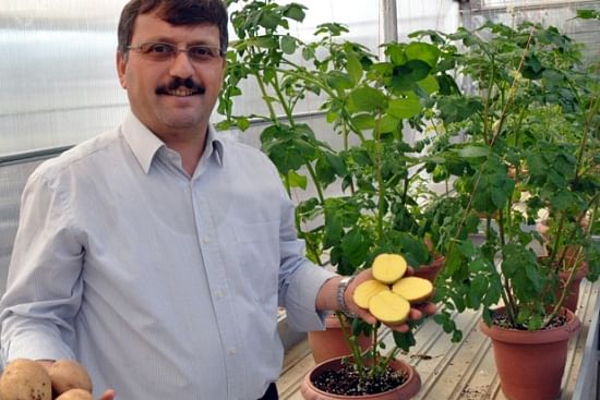 Prof. Dr. Güngör Yılmaz showing the drought resistant potato variety "Allah diyen sarisi"