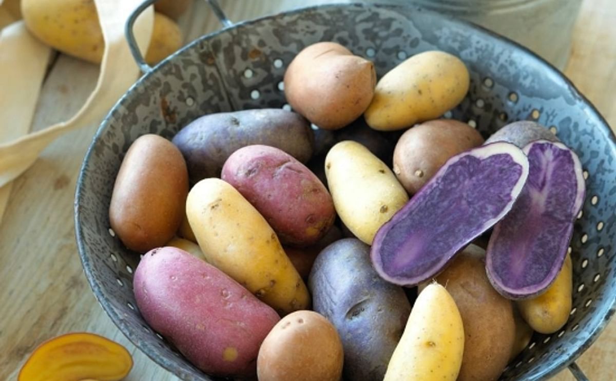 US Potato growers score with spending bill provision