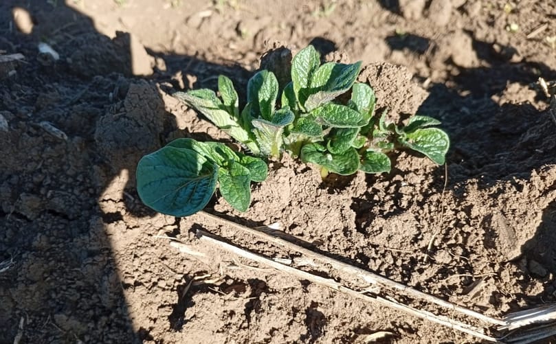 Young potato plants emerging in the field as the crop establishes. Young potato plants emerging in the field as the crop establishes.