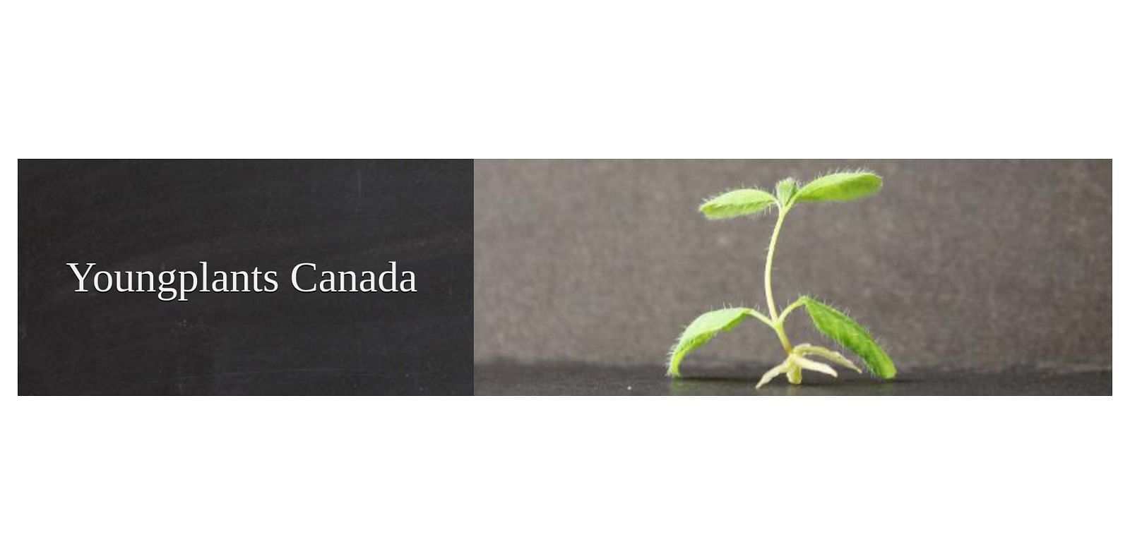 Youngplants Canada