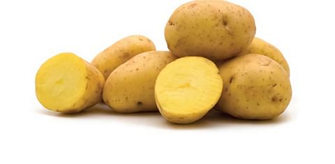 Fifty Years of Yukon Gold Potatoes