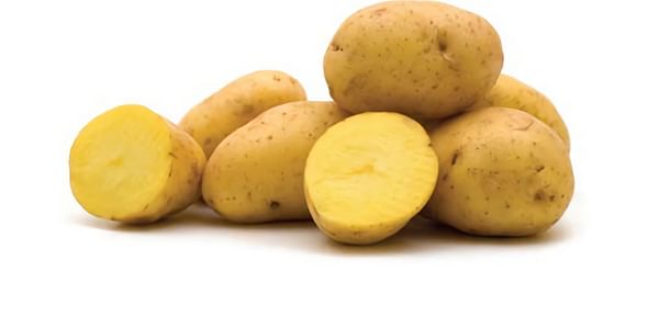Fifty Years of Yukon Gold Potatoes