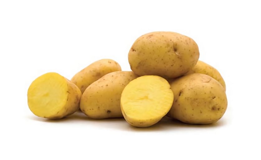 The potato variety "Yukon Gold" bred by Gary Johnston, a researcher at the University of Guelph in 1966