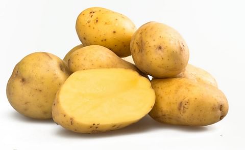Yukon Gold potato variety named seed of the year Yukon Gold potato variety named seed of the year