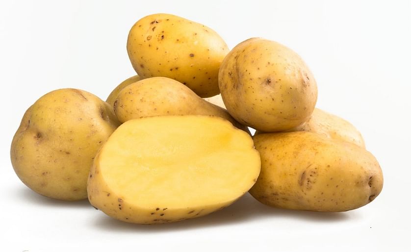 Yukon Gold potato variety named seed of the year