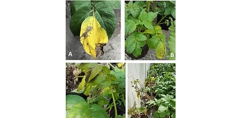 Potato plants at highest risk of potato virus Y infection during first three weeks