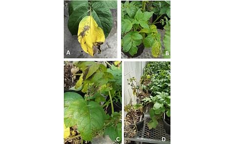 A, Local hypersensitive resistance (HR) reaction resulted in wilting and dying of inoculated leaves. B, Systemic mottle and HR expressed as yellowing, necrotic rings and spots, and vein necrosis on upper noninoculated leaves. C, Severe HR symptoms on uppe A, Local hypersensitive resistance (HR) reaction resulted in wilting and dying of inoculated leaves. B, Systemic mottle and HR expressed as yellowing, necrotic rings and spots, and vein necrosis on upper noninoculated leaves. C, Severe HR symptoms on uppe