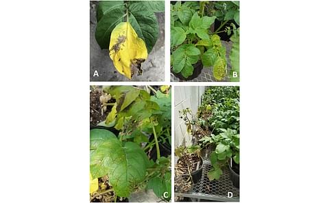 A, Local hypersensitive resistance (HR) reaction resulted in wilting and dying of inoculated leaves. B, Systemic mottle and HR expressed as yellowing, necrotic rings and spots, and vein necrosis on upper noninoculated leaves. C, Severe HR symptoms on uppe
