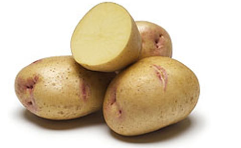 Success for Yukon Gem Yellow-fleshed Potato Success for Yukon Gem Yellow-fleshed Potato