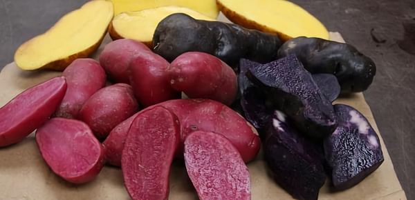 The Red Foo, Purple Bliss and Peruvian Gold varieties being grown at Yum Tasmania Gourmet Potatoes.