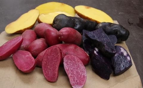 Some of the Yum Tasmania Gourmet potatoes. Purple Bliss is the darkest coloured potato variety on the right. The other varieties are Red Foo and Peruvian Gold. Some of the Yum Tasmania Gourmet potatoes. Purple Bliss is the darkest coloured potato variety on the right. The other varieties are Red Foo and Peruvian Gold.