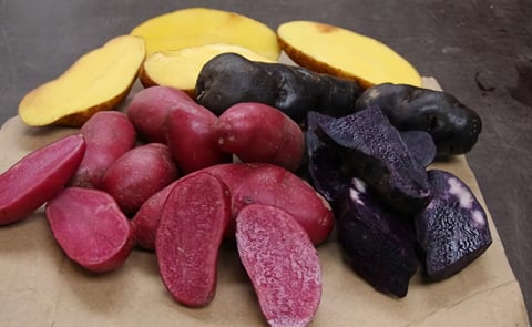 Some of the Yum Tasmania Gourmet potatoes. Purple Bliss is the darkest coloured potato variety on the right. The other varieties are Red Foo and Peruvian Gold. Some of the Yum Tasmania Gourmet potatoes. Purple Bliss is the darkest coloured potato variety on the right. The other varieties are Red Foo and Peruvian Gold.