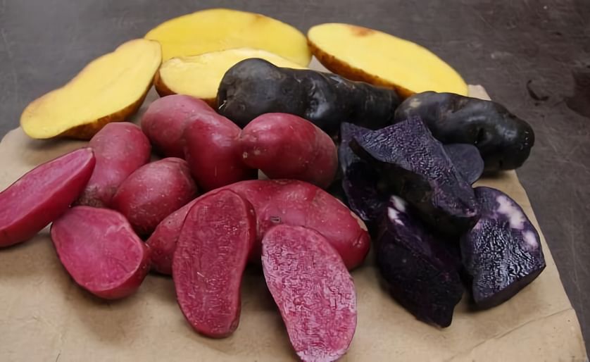Some of the Yum Tasmania Gourmet potatoes. Purple Bliss is the darkest coloured potato variety on the right. The other varieties are Red Foo and Peruvian Gold.