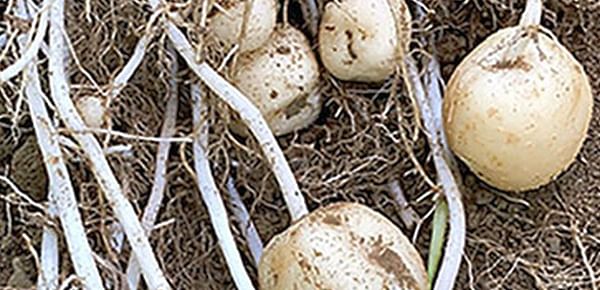 USDA Announces Deregulation Extension of Potato Developed Using Genetic Engineering