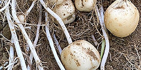 USDA Announces Deregulation Extension of Potato Developed Using Genetic Engineering