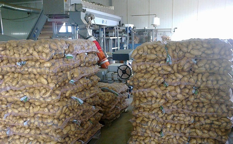 Bagging potatoes Bagging potatoes