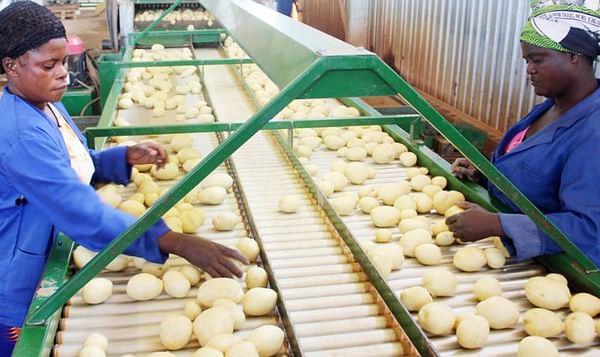 Zambia urgently needs to regulate import of potatoes 