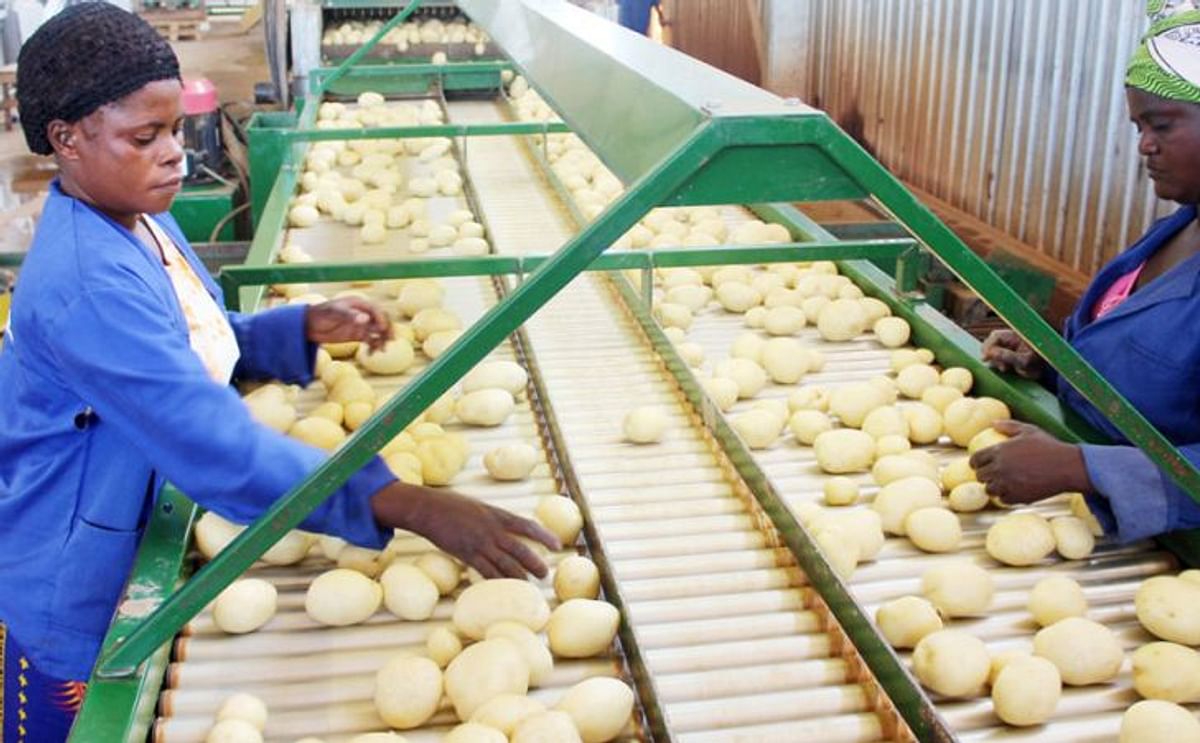 Workers sort potatoes at Chartonel farm in Lusaka (Courtesy: Jack Zimba / Zambia Daily Mail Limited)