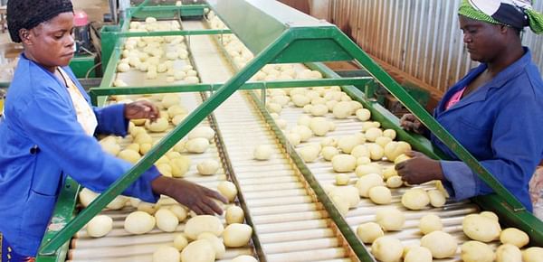 Zambia urgently needs to regulate import of potatoes 