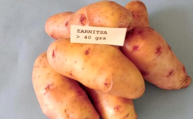 Variedad Zarnitsa Variedad Yanca
