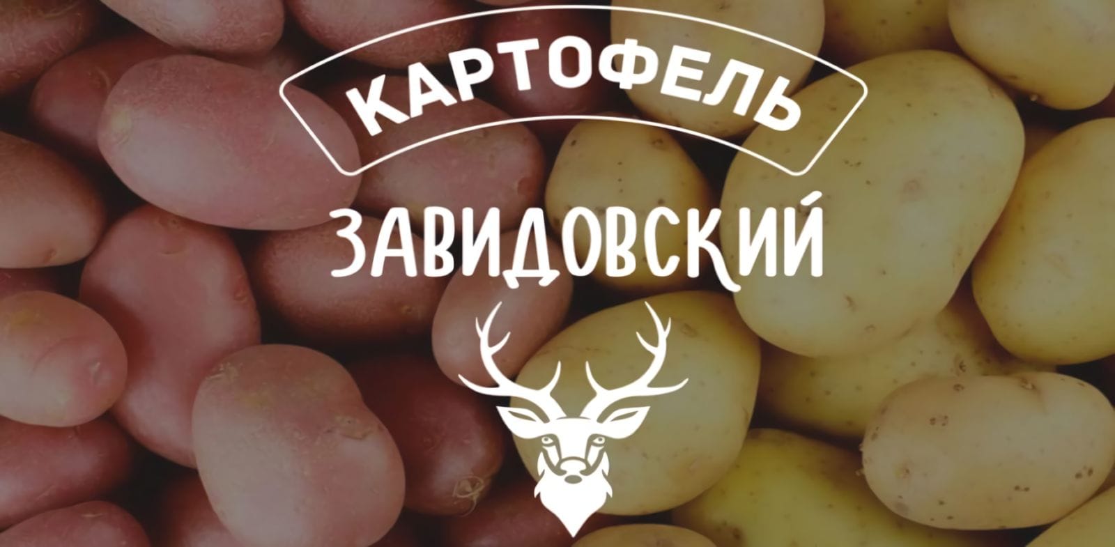 Zavidovsky Potato