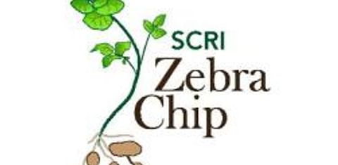  Zebra Chip SCRI