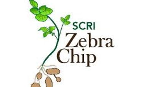 Zebra chip research gains importance as disease spreads Zebra chip research gains importance as disease spreads