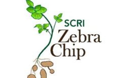 Zebra chip research gains importance as disease spreads Zebra chip research gains importance as disease spreads