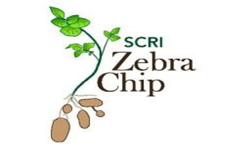 Zebra chip research gains importance as disease spreads