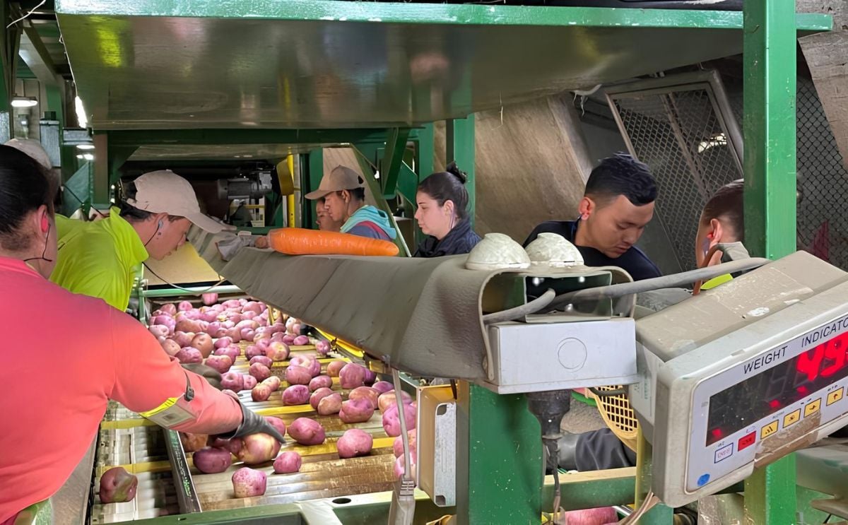 Colombia: productores alerta contra el Zebra Chip Colombia: productores alerta contra el Zebra Chip