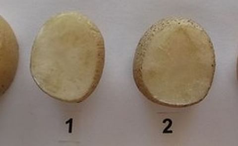 Zebra Chip symptoms 2 months after harvesting. From no symptoms (level 0) to compromised tuber (level 3). Zebra Chip symptoms 2 months after harvesting. From no symptoms (level 0) to compromised tuber (level 3).