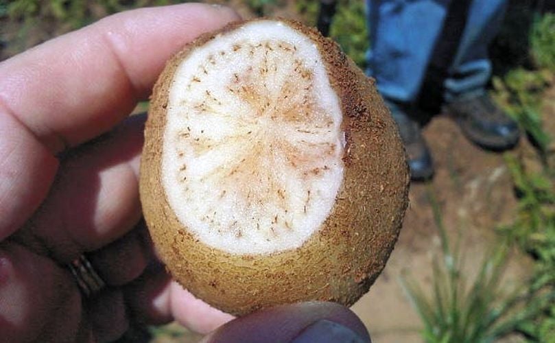 Según el Ministerio de Agricultura la punta morada no es una enfermedad nueva, tiene más de 100 años, pero requiere de la participación de los agricultores y de estrategias donde haya el esfuerzo del Gobierno Nacional, de la empresa privada, de los centros de investigación. Según el Ministerio de Agricultura la punta morada no es una enfermedad nueva, tiene más de 100 años, pero requiere de la participación de los agricultores y de estrategias donde haya el esfuerzo del Gobierno Nacional, de la empresa privada, de los centros de investigación.