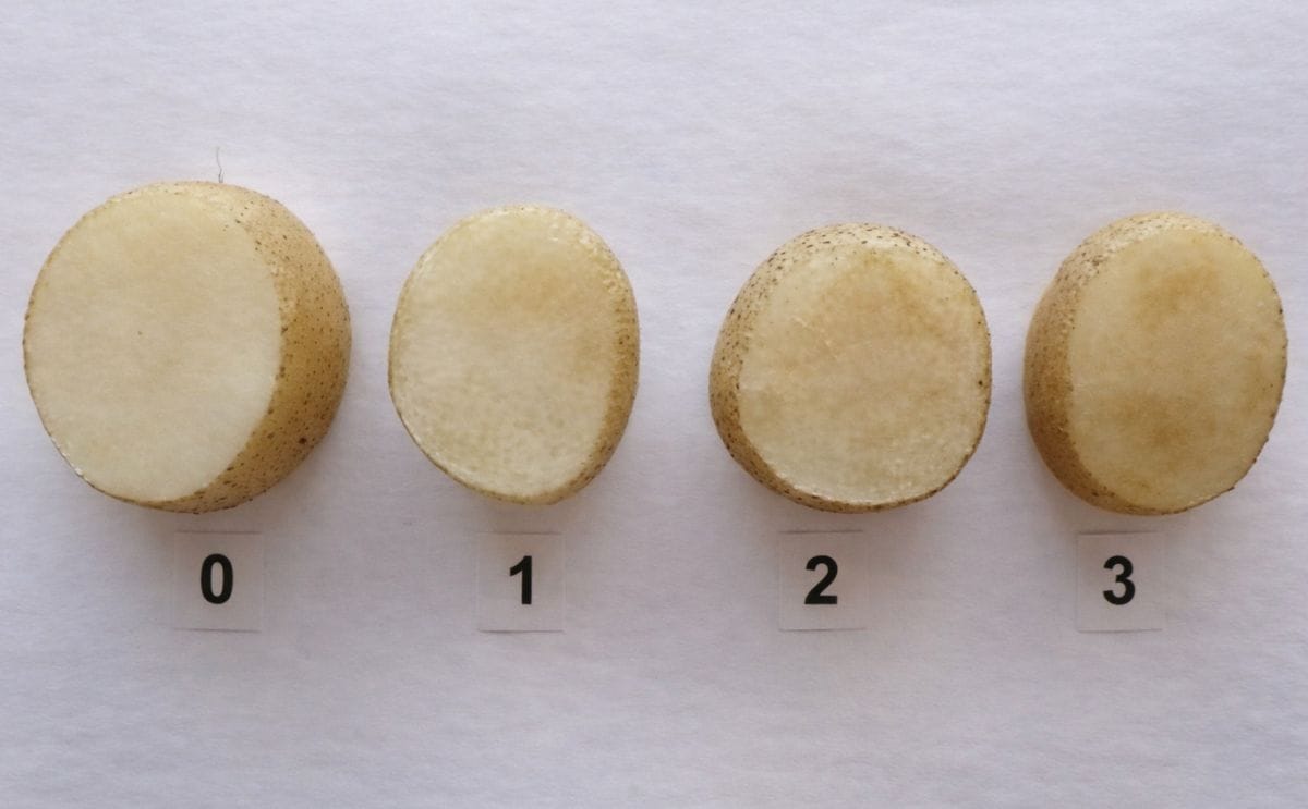 Zebra Chip symptoms 2 months after harvesting. From no symptoms (level 0) to compromised tuber (level 3).
