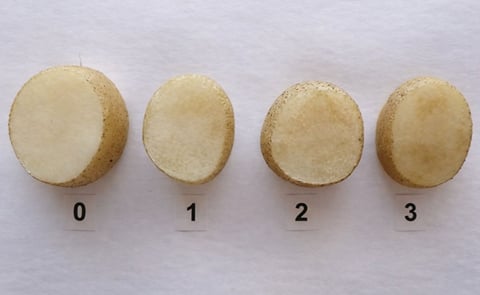 Zebra Chip symptoms 2 months after harvesting. From no symptoms (level 0) to compromised tuber (level 3). Zebra Chip symptoms 2 months after harvesting. From no symptoms (level 0) to compromised tuber (level 3).